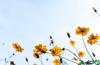 Wild Flowers